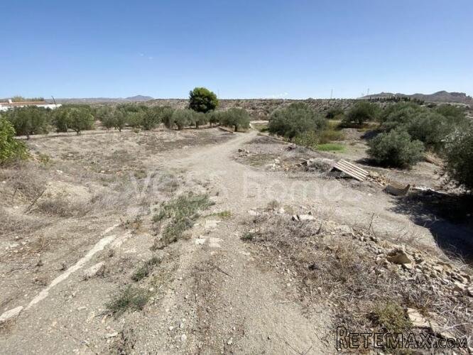 Large plot of rustic land with various olive trees of.. - 7