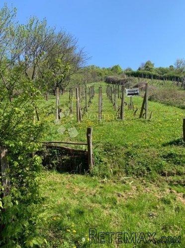 Bidrovec Vinograd