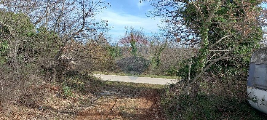 Istra, okolica Vodnjana, maslinik i pašnjak - 2