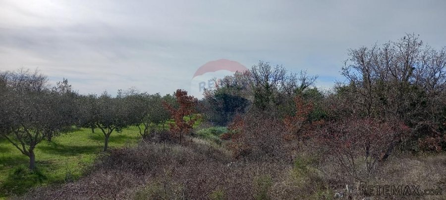 Istra, okolica Vodnjana, maslinik i pašnjak - 3