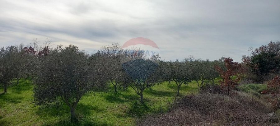 Istra, okolica Vodnjana, maslinik i pašnjak - 4