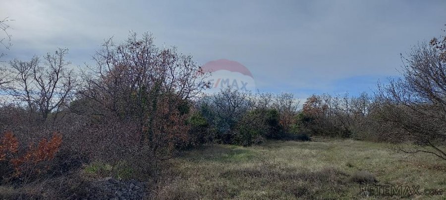 Istra, okolica Vodnjana, maslinik i pašnjak - 5