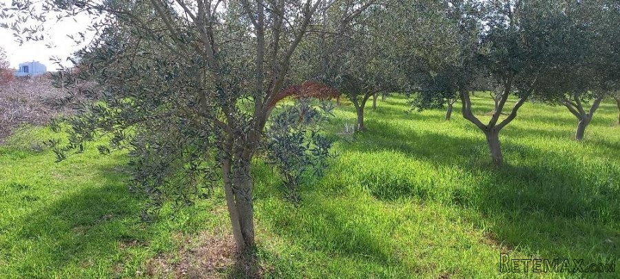 Istra, okolica Vodnjana, maslinik i pašnjak - 6