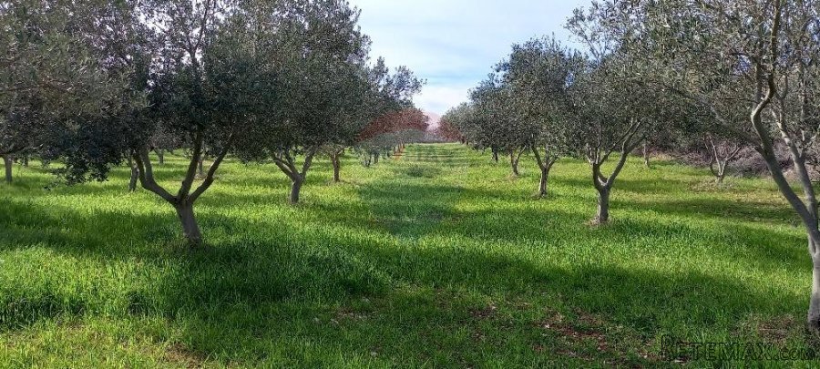 Istra, okolica Vodnjana, maslinik i pašnjak - 7