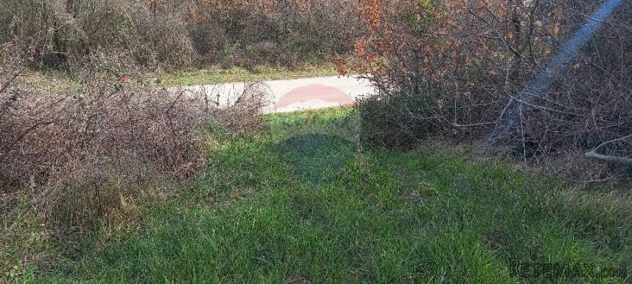Istra, okolica Vodnjana, maslinik i pašnjak - 8