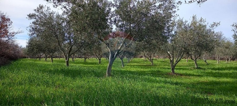 Istra, okolica Vodnjana, maslinik i pašnjak - 9