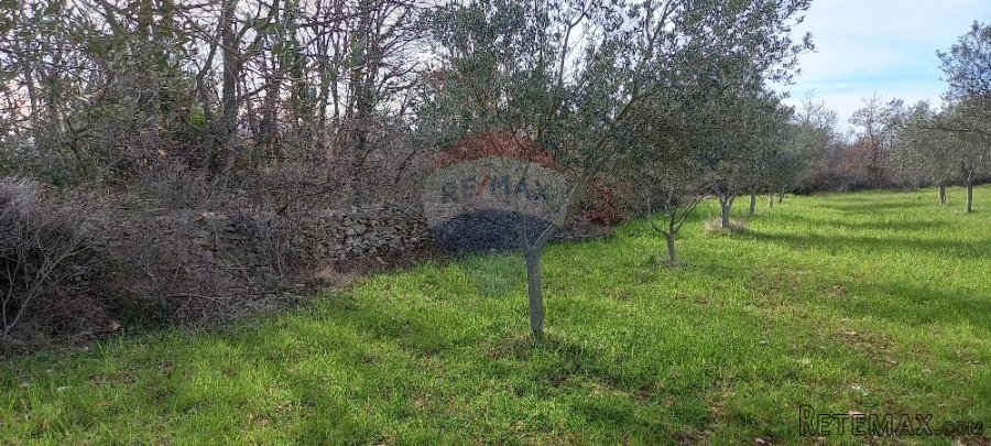 Istra, okolica Vodnjana, maslinik i pašnjak - 10