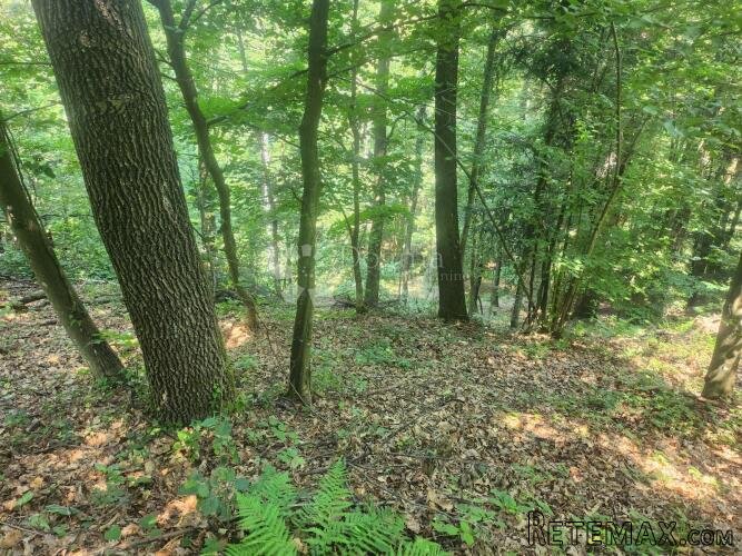 Šuma 15.966m² na području Maclja