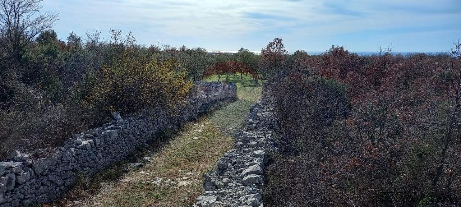 Istra, okolica Vodnjana, maslinik na 2 čestice - 3