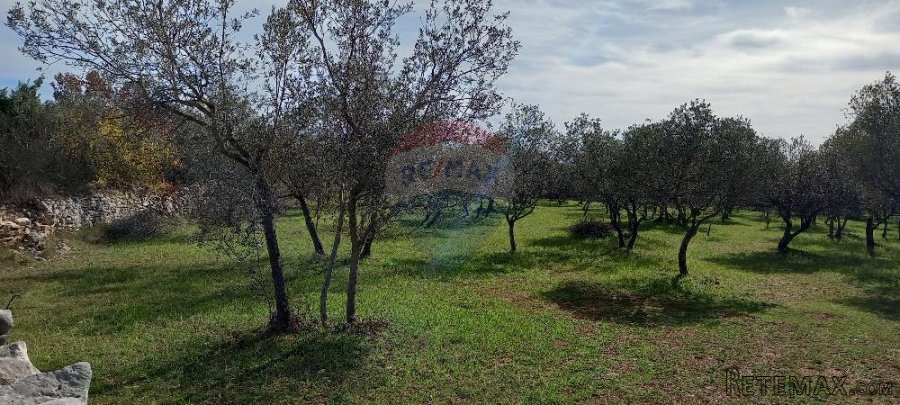 Istra, okolica Vodnjana, maslinik na 2 čestice - 4