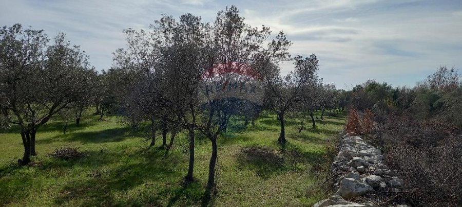 Istra, okolica Vodnjana, maslinik na 2 čestice - 5