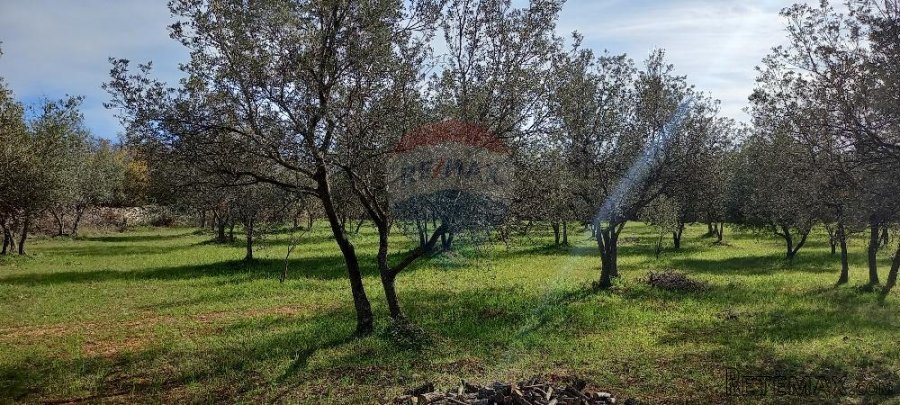 Istra, okolica Vodnjana, maslinik na 2 čestice - 6