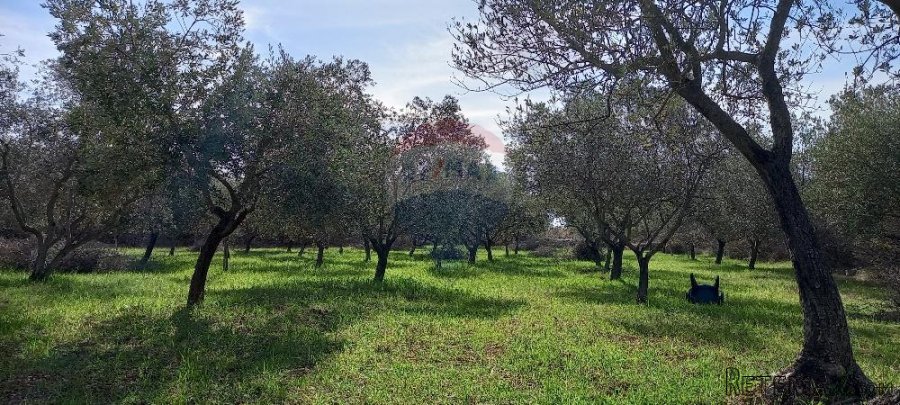 Istra, okolica Vodnjana, maslinik na 2 čestice - 7