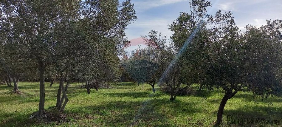 Istra, okolica Vodnjana, maslinik na 2 čestice - 8