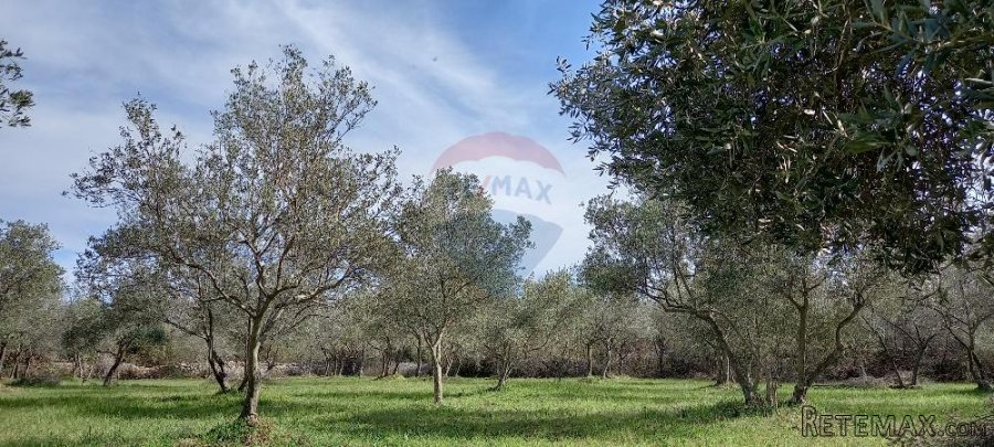 Istra, okolica Vodnjana, maslinik na 2 čestice - 9