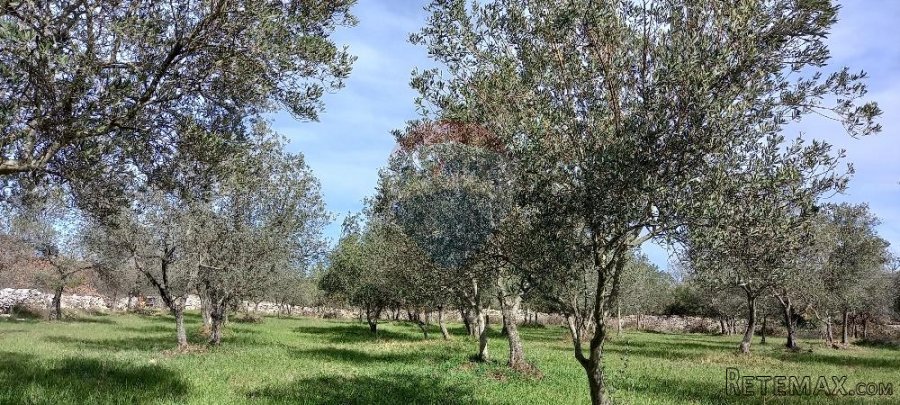 Istra, okolica Vodnjana, maslinik na 2 čestice - 10