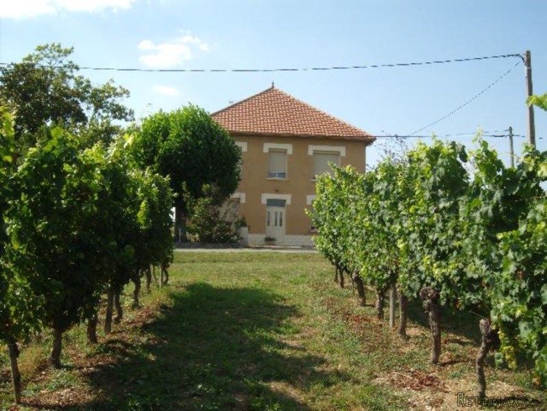 Fabulous Vineyard Of 33 Hectares - 2