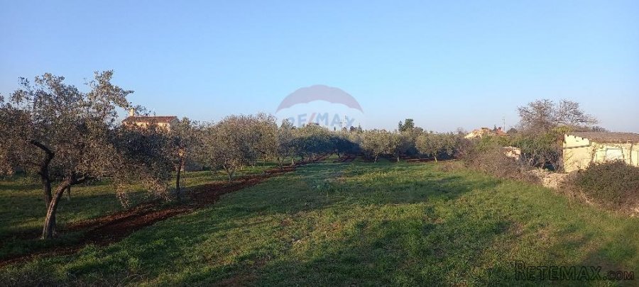 Istra, Fažana, zemljište s maslinikom - 2
