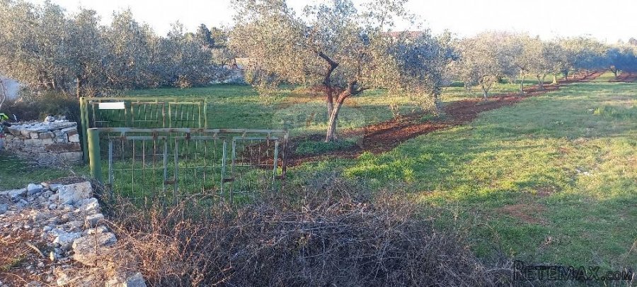 Istra, Fažana, zemljište s maslinikom - 3