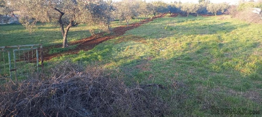 Istra, Fažana, zemljište s maslinikom - 4