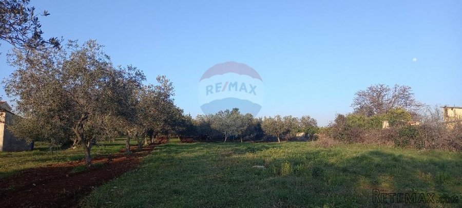 Istra, Fažana, zemljište s maslinikom - 6