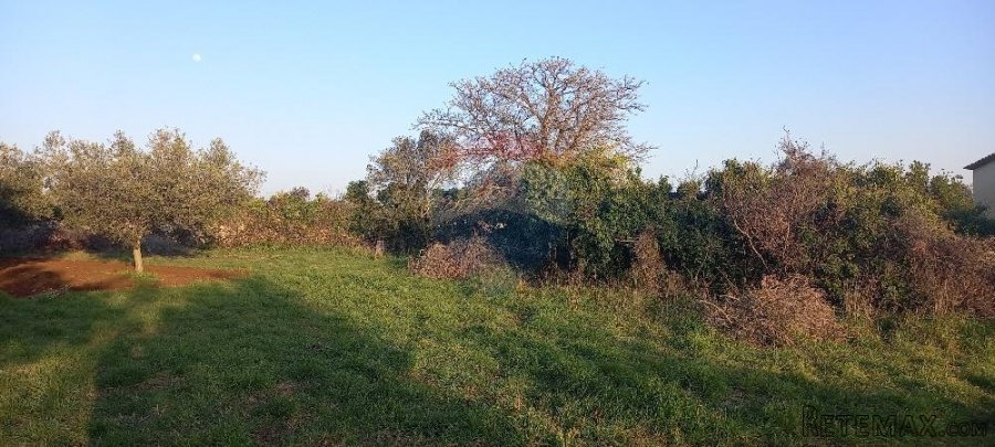 Istra, Fažana, zemljište s maslinikom - 7
