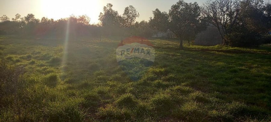 Istra, Fažana, zemljište s maslinikom - 9