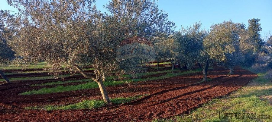 Istra, Fažana, zemljište s maslinikom - 10