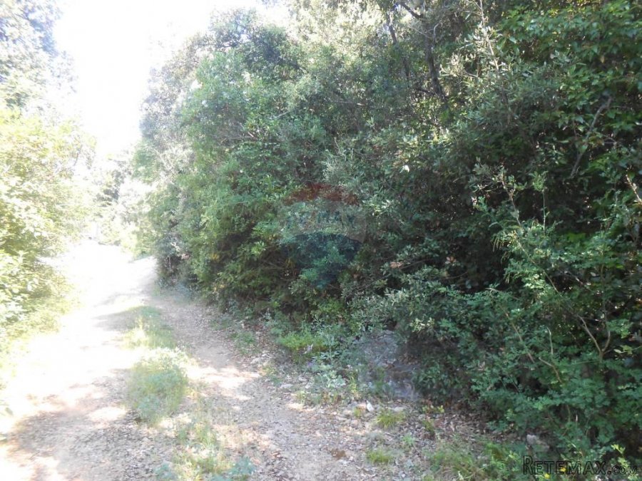 Istra, Marčana, Peruški, šuma - 2