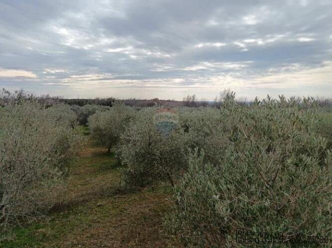 ISTRA,Vodnjan - maslinik sa 150 maslina