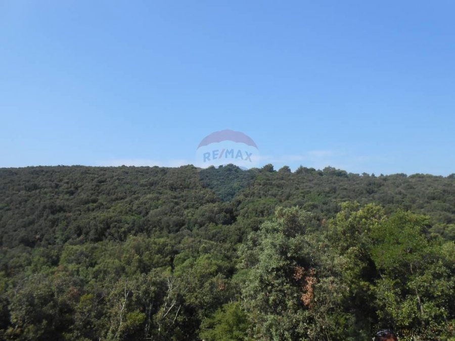 Istra, Marčana, Peruški, šuma - 5