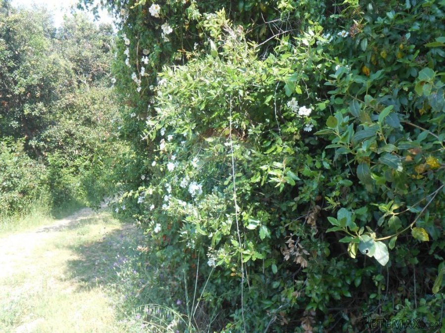 Istra, Marčana, Peruški, šuma - 6