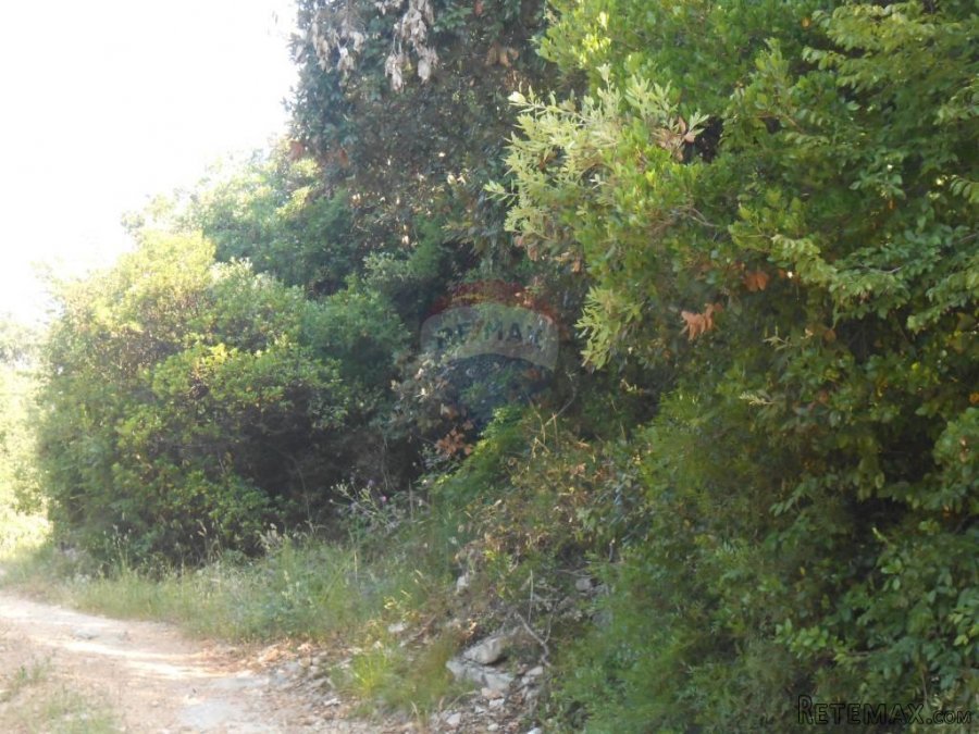 Istra, Marčana, Peruški, šuma - 8