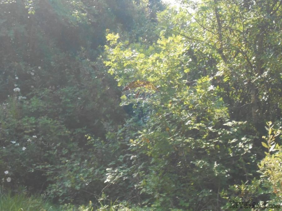 Istra, Marčana, Peruški, šuma - 9