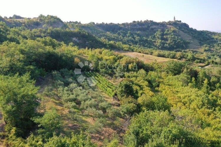 GRAČIŠĆE – manji maslinik i vinograd na prekrasnoj poziciji - 2