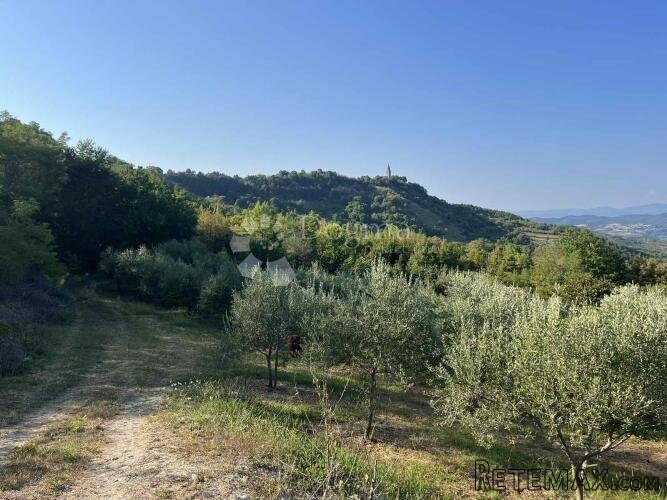 GRAČIŠĆE – manji maslinik i vinograd na prekrasnoj poziciji - 3