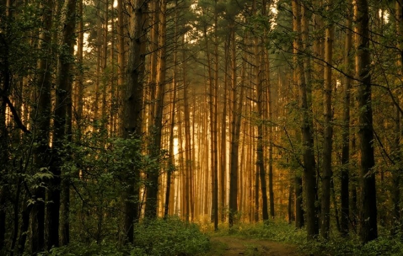 Land Plot Investment Opportunity, Afan.. - 2