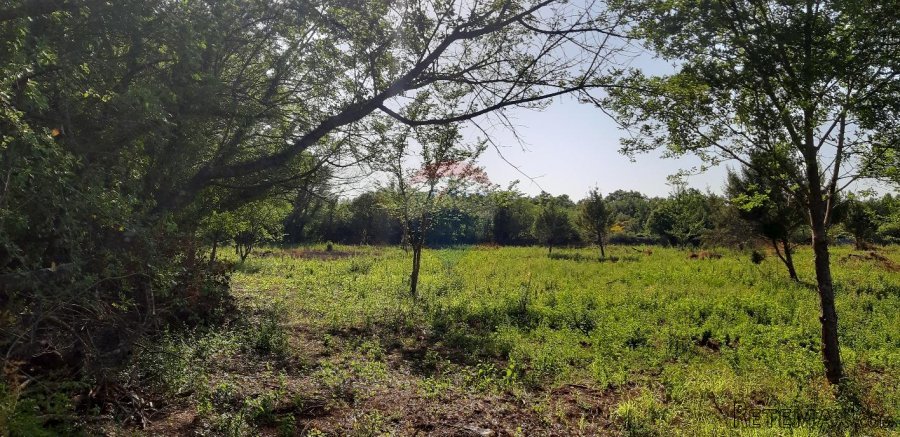 Istra, bliža okolica Vodnjana, velika parcela u prirodi - 6