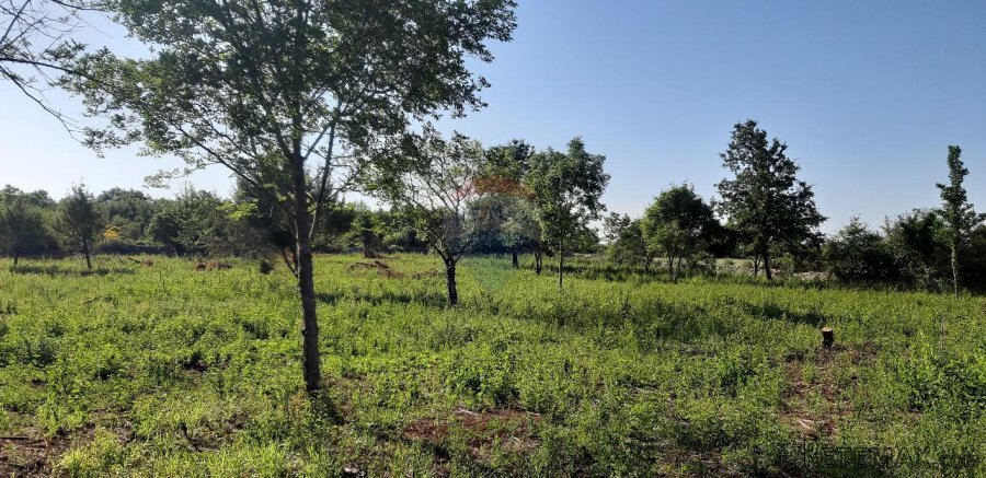 Istra, bliža okolica Vodnjana, velika parcela u prirodi - 7