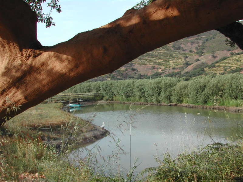 Farm In Costa Vicentina Natural..