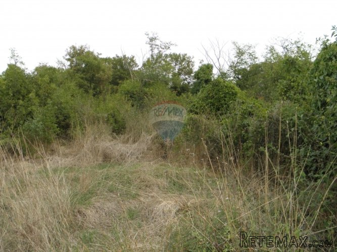 Bale, Valada-pašnjak