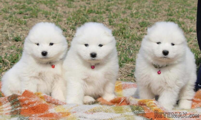 Samojed prelepi štenci - 2