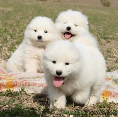 Samojed prelepi štenci - 3