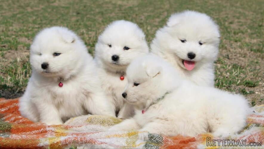 Samojed prelepi štenci - 4