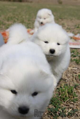 Samojed prelepi štenci - 5