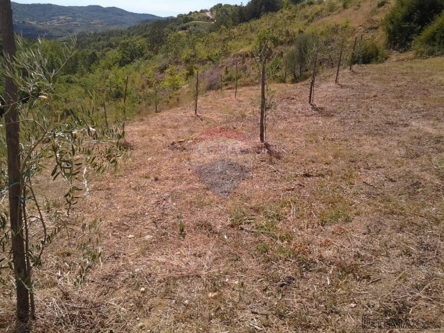 Grimalda, poljoprivredno zemljište 22 800m2 - 4