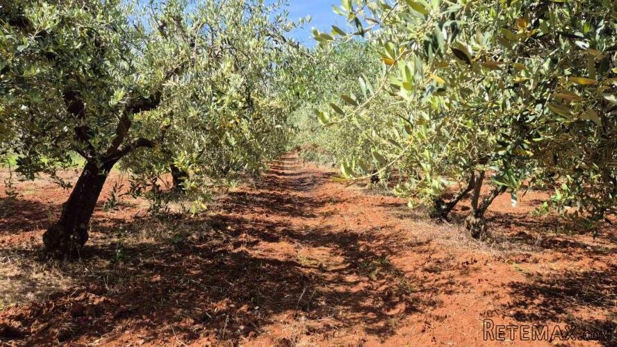 Istra, Kaštelir okolica maslinik na osami