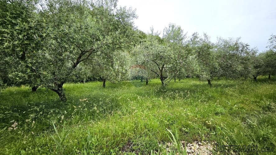 Istra, Grožnjan- maslinik s 50 maslina