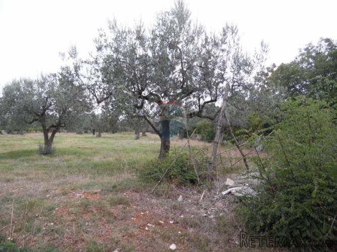 ISTRA,GALIŽANA,maslinjak