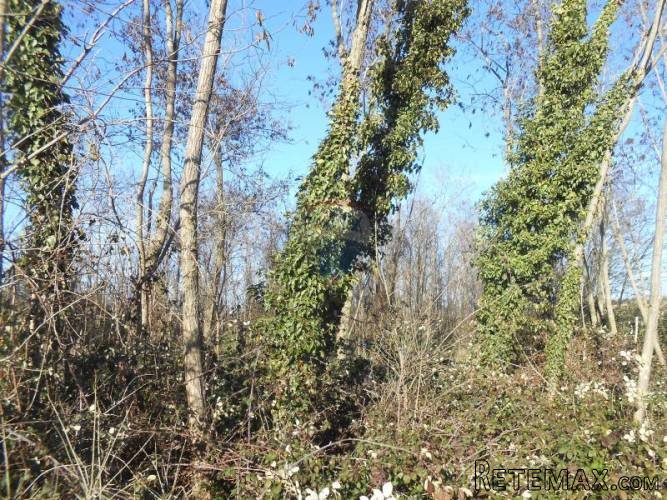 Istra, okolica Vižinade, građevinsko zemljište, 45 Eura... - 3